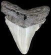 Bargain Megalodon Tooth - North Carolina #49529-1